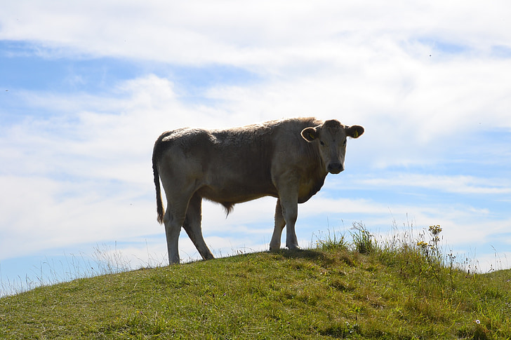 bullock, bovine, animal, cow, cattle, hill, meadow