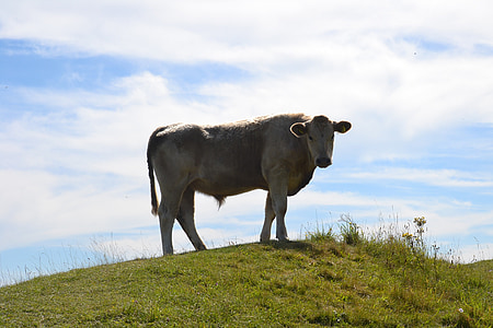 Bullock, bovinos, animal, vaca, ganado, colina, Prado