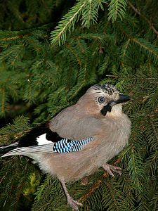 Jay, vták, Príroda, Forest