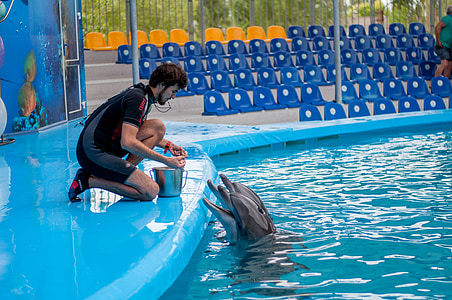 Delfiny, Delfinarium, szkolenia