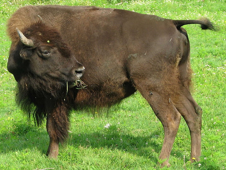 Amerikaanse bizon, Bison bison, Ontario, Canada, dier, gras, natuur