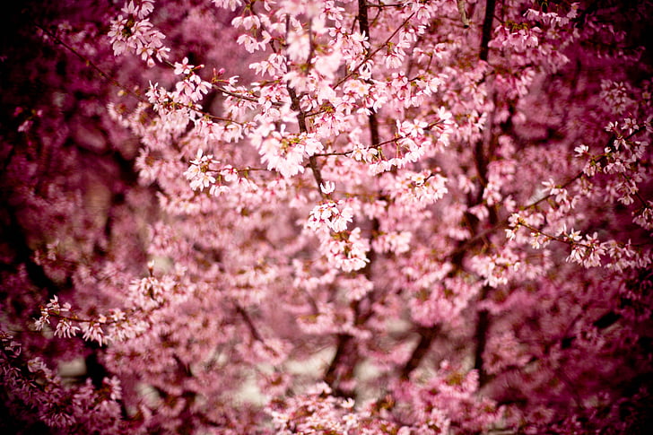 Japonská třešeň, Prunus serrulata, Hill cherry, orientální cherry, východoasijské cherry, Kvetoucí strom, strom