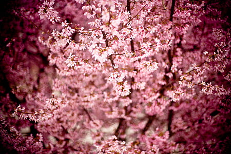 japanese cherry, prunus serrulata, hill cherry, oriental cherry, east asian cherry, flowering tree, tree