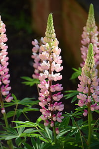 lupine, beautiful, blossom, bloom, detail, macro, colorful