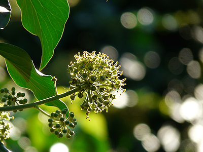 inflorescence, blossom, bloom, ivy, common ivy, hedera helix, climber