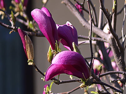Magnolia, fleur, fleur de Magnolia, printemps, en plein essor, violet, Rose