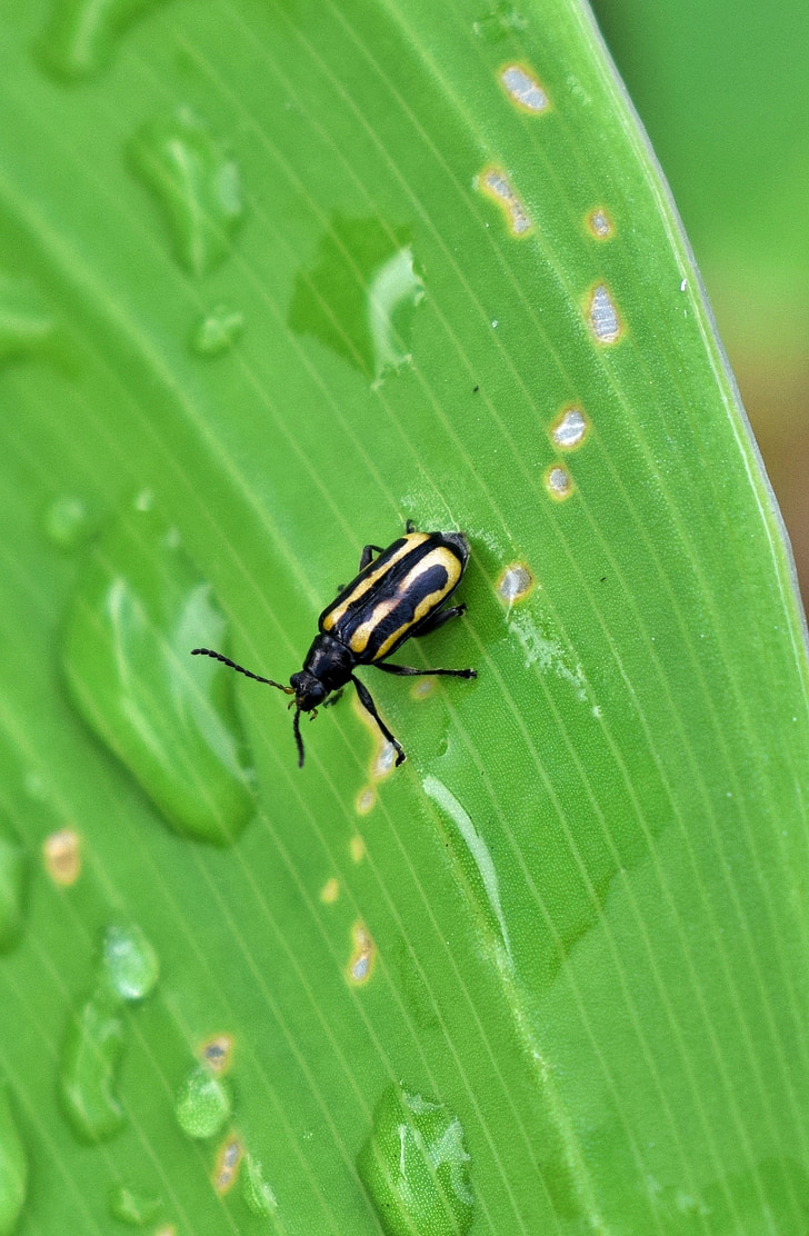 Scarabeo, Flea beetle, alligatorweed flea beetle, bug, insetto, alligatorweed, piccoli