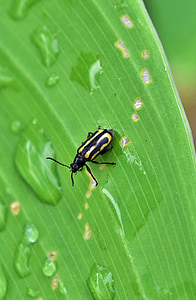 beetle, flea beetle, alligatorweed flea beetle, bug, insect, alligatorweed, tiny