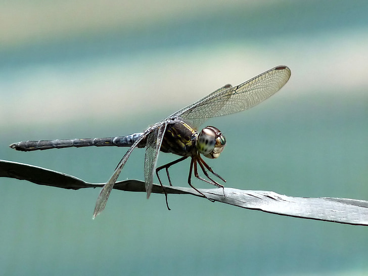 cratilla lineata, emerald banded skimmer, insect, dragonfly, nature, outside, leaf