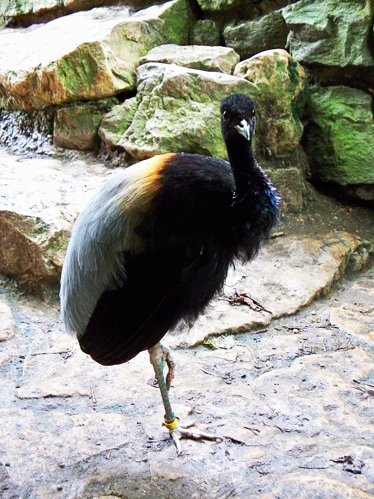 grey-winged trumpeter, psophia crepitans, bird, amazon rainforest, psophiidae, feathers, long-legs
