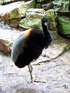 siva-krilati trubač, psophia crepitans, ptica, amazonske prašume, psophiidae, perje, Long-noge