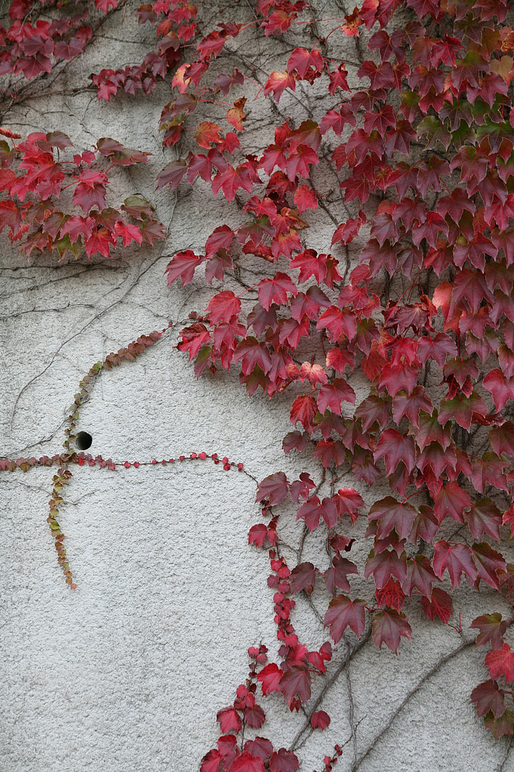 Ivy, væg, rød vedbend