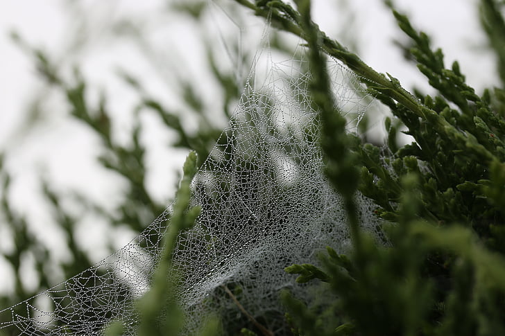 Web, păianjen, alb, întuneric, insectă, pânză de păianjen, copaci