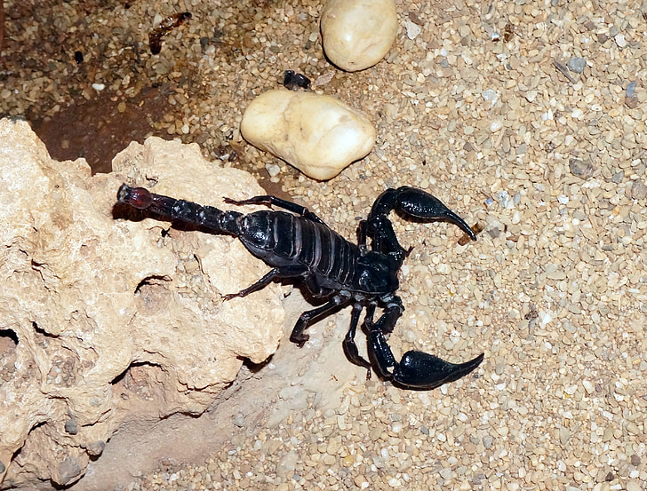 Scorpion, noir, sable, scorpion noir, désert, sensation de brûlure, vénéneuses