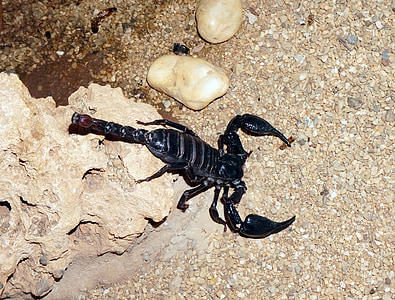Скорпион, черный, песок, Чёрный скорпион, пустыня, жгучая, ядовитые