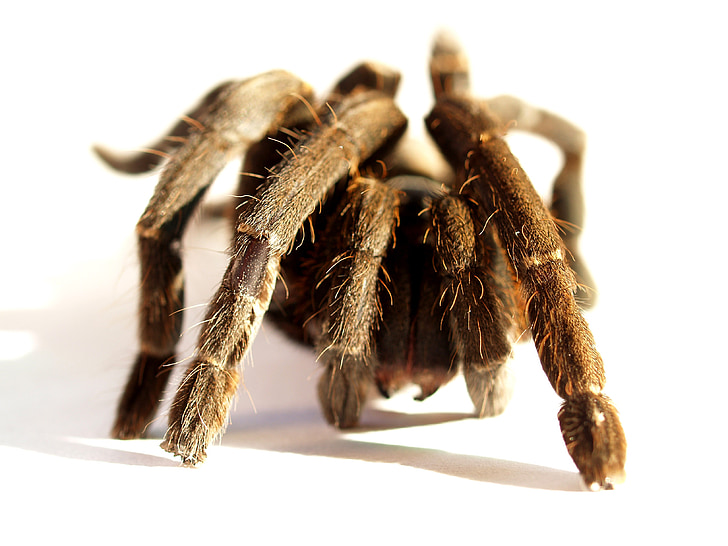 nhện, Tarantula, động vật chân đốt, Nhiếp ảnh, lông, Mexico redknee tarantula, màu nâu