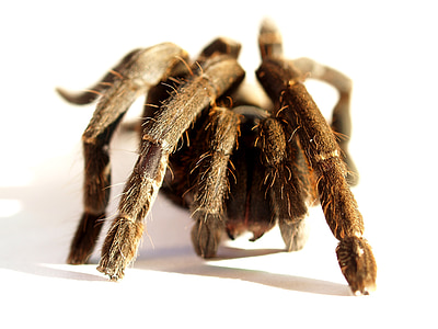 паук, Тарантул, членистоногих, фотография, волосатые, Мексиканский redknee тарантул, коричневый