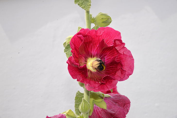 Hoa, hollyhock màu hồng, con ong