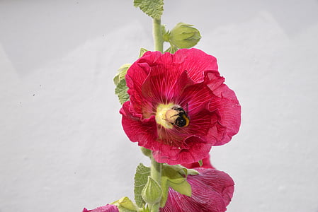 flower, pink hollyhock, bee