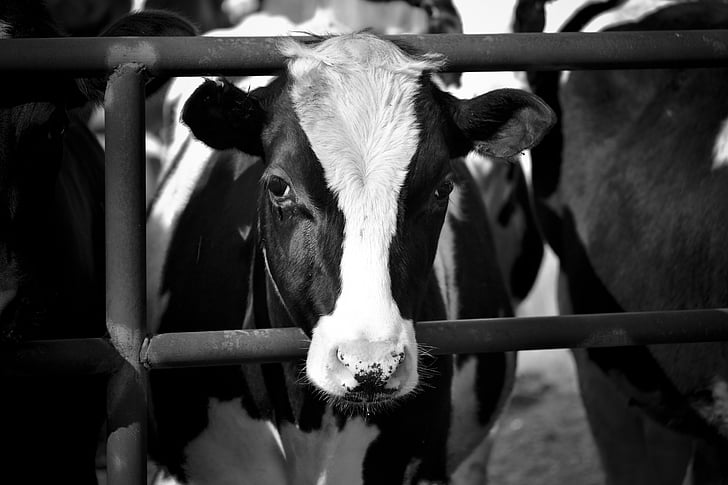 mucca, bianco e nero, bestiame, azienda agricola, prodotti lattiero-caseari, bianco, nero