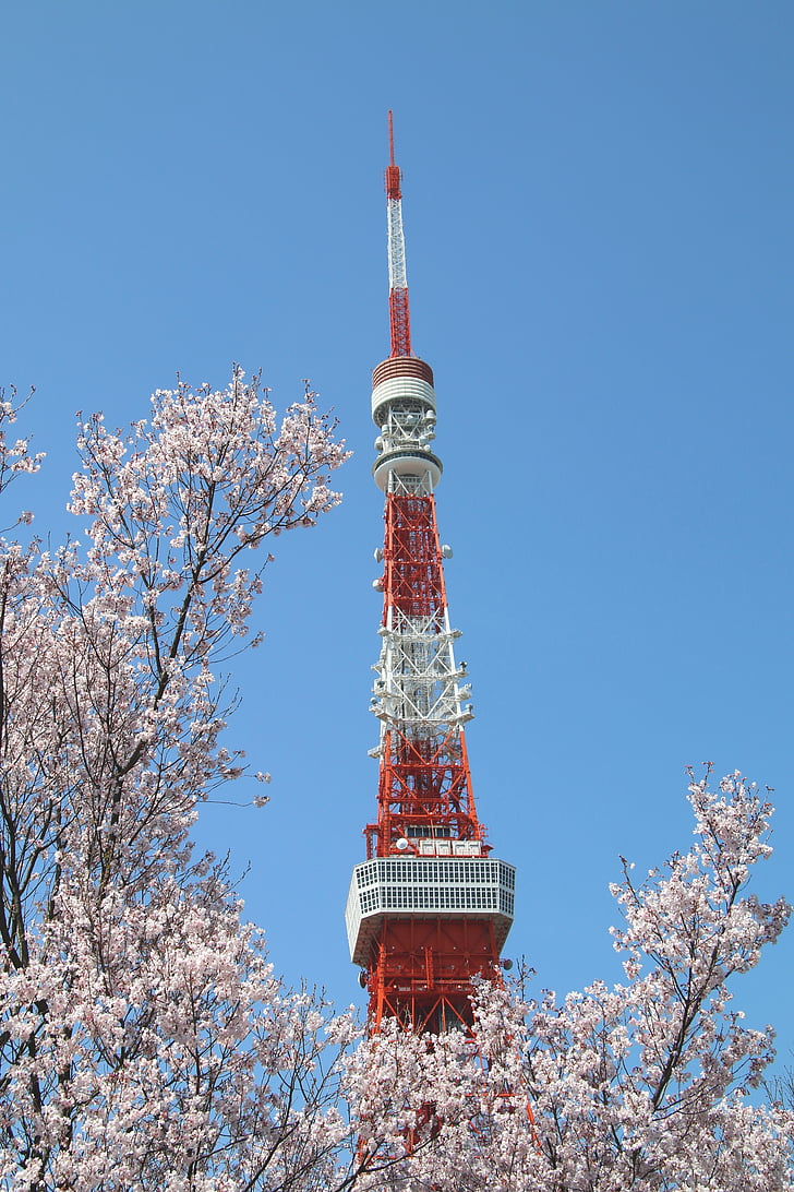 modrá obloha, třešňový květ, věž, Tokyo tower, vysoká, obloha, slunečné dny