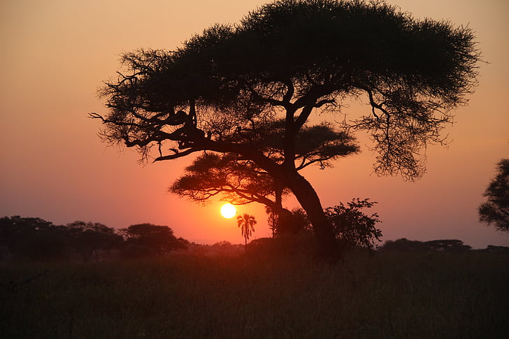 Saulė, laukinių, gyvūnija, Afrika