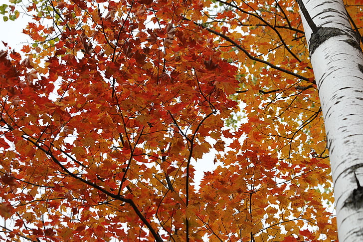 Birch, pohon birch, warna, daun, musim gugur, musim gugur, kulit putih