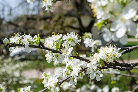 biały, petaled, CherryBlossom, w ciągu dnia, kwiat, drzewo, roślina