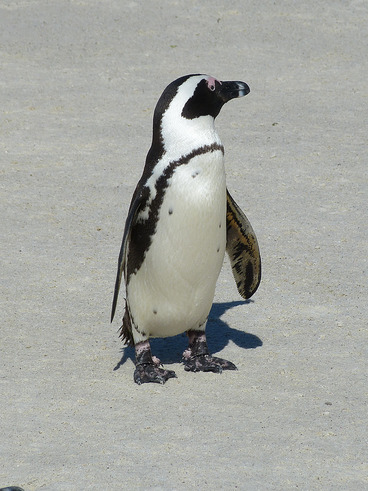 Sør-Afrika, Cape town, Cape, Cape-halvøya, Penguin, kappinguin, fuglen