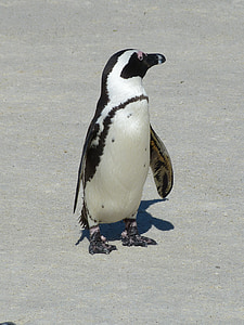 Sydafrika, Cape town, Cape, Kap-halvøen, pingvin, kappinguin, fugl