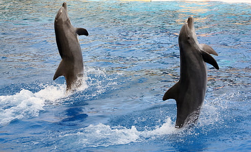 dolphins, acrobatics, marineland, animal, mammal, dolphin, sea