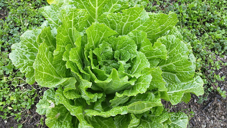 napa cabbage, green, leafy, vegetable, garden, fresh, organic