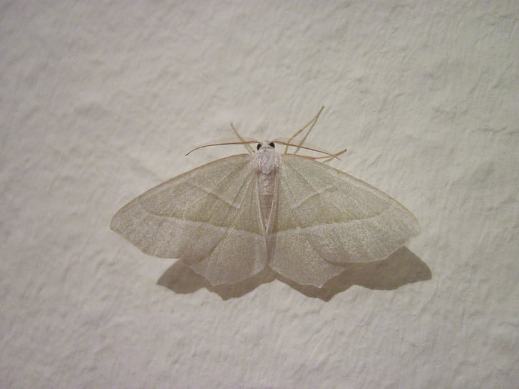 Motte, Branco, asa, inseto, pequena figura de primavera, fechar, inseto de voo