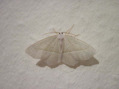 motte, 하얀, 날개, 곤충, 작은 그림을 봄, 닫기, 비행 곤충