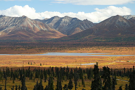 Alaska, tuksnesī, kalni, kalns, meža, koki, ainava