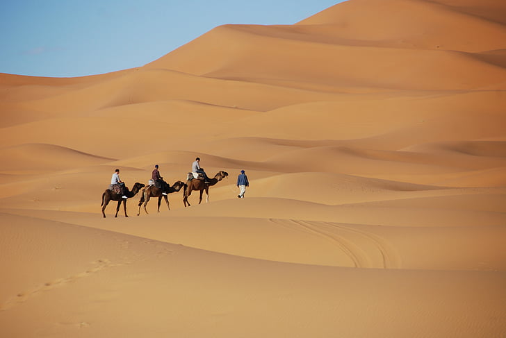 puščava, pesek, sipine, Maroko, dromedar, kamele, živali teme