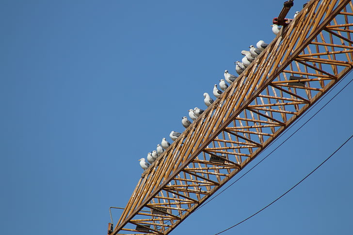 Crane, fungerar, Seagulls, under konstruktion, bygga, konstruktion, resten