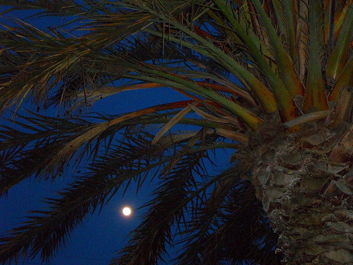aften, nat, abendstimmung, Månen, fuldmåne, lys, Palm