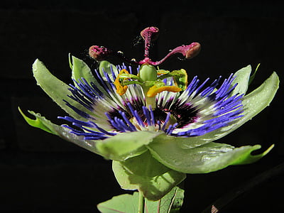 passiflora, квітка пристрасті, роси, НД, ранок, крупним планом, Тичинки