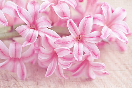 hyacinth, flower, flowers, pink, spring flower, schnittblume, fragrant flower