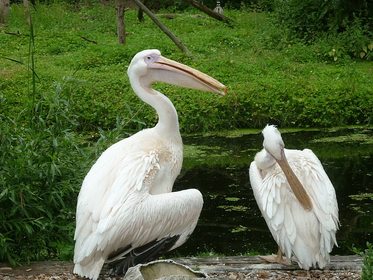 Linnut, Pelicans, Puhdista, eläinten muotokuva