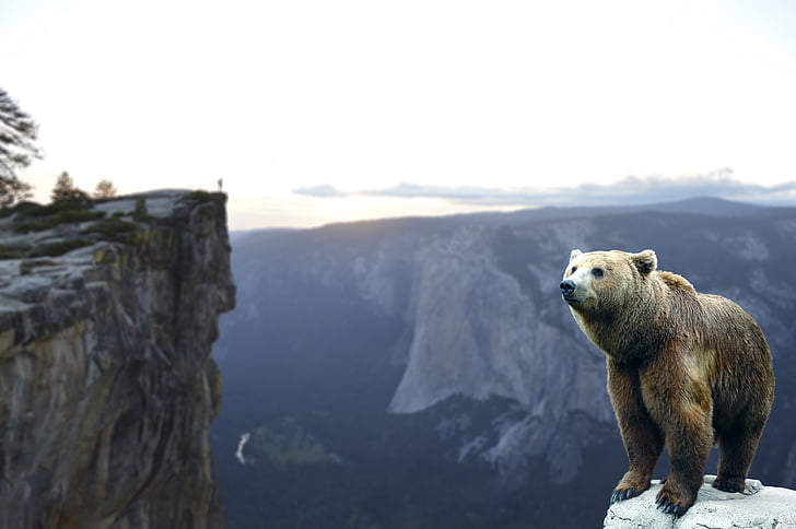 medveď, Mountain, čakať, Príroda, Príroda, Sky, dobrodružstvo