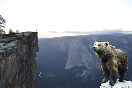 oso de, montaña, esperar, paisaje, naturaleza, cielo, aventura