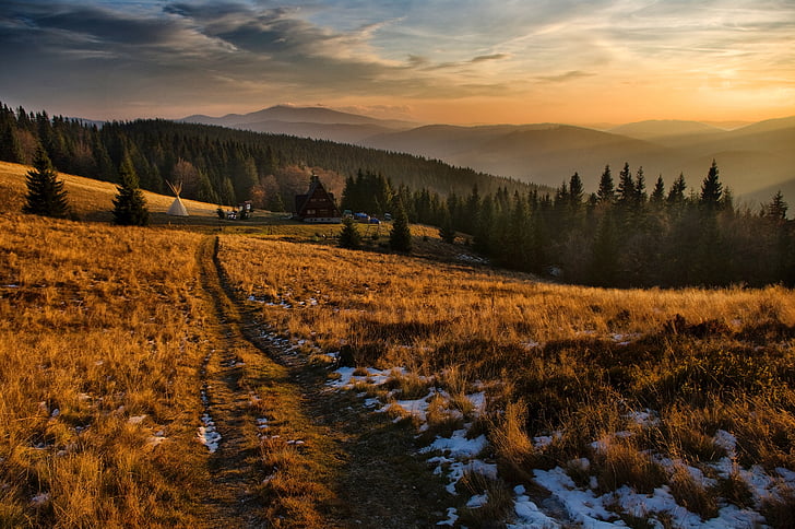 Highland, tráva, stromy, rostliny, Les, krajina, Příroda