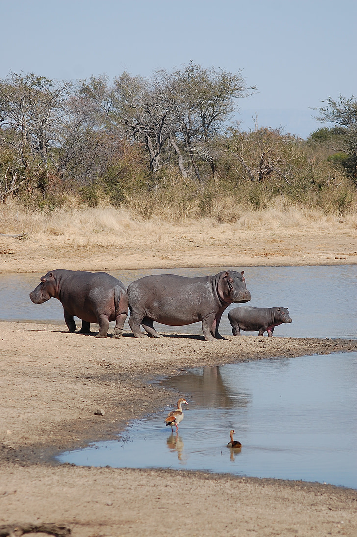 Hipopotam, hipopotamy, Natura, dzikich zwierząt, Safari, Afryka