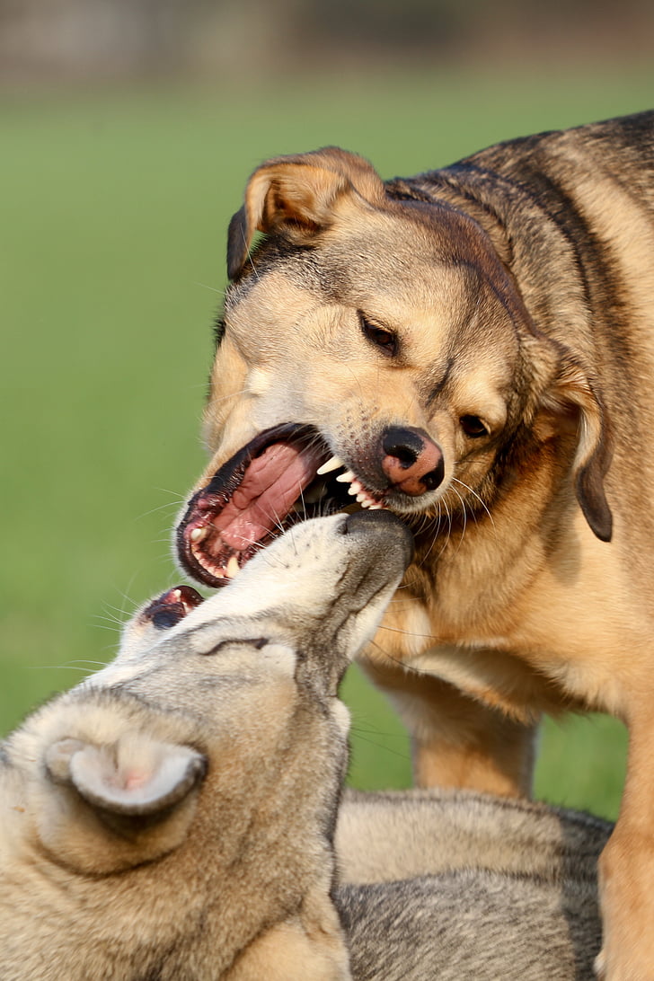 dogs, mammals, order of precedence, fight, play, race, threatening
