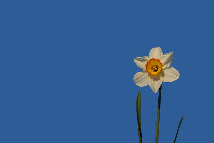 Daffodil, blomma, Blossom, Bloom, gul, Anläggningen, våren