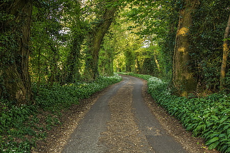 forest road, nature, spring, trees, england