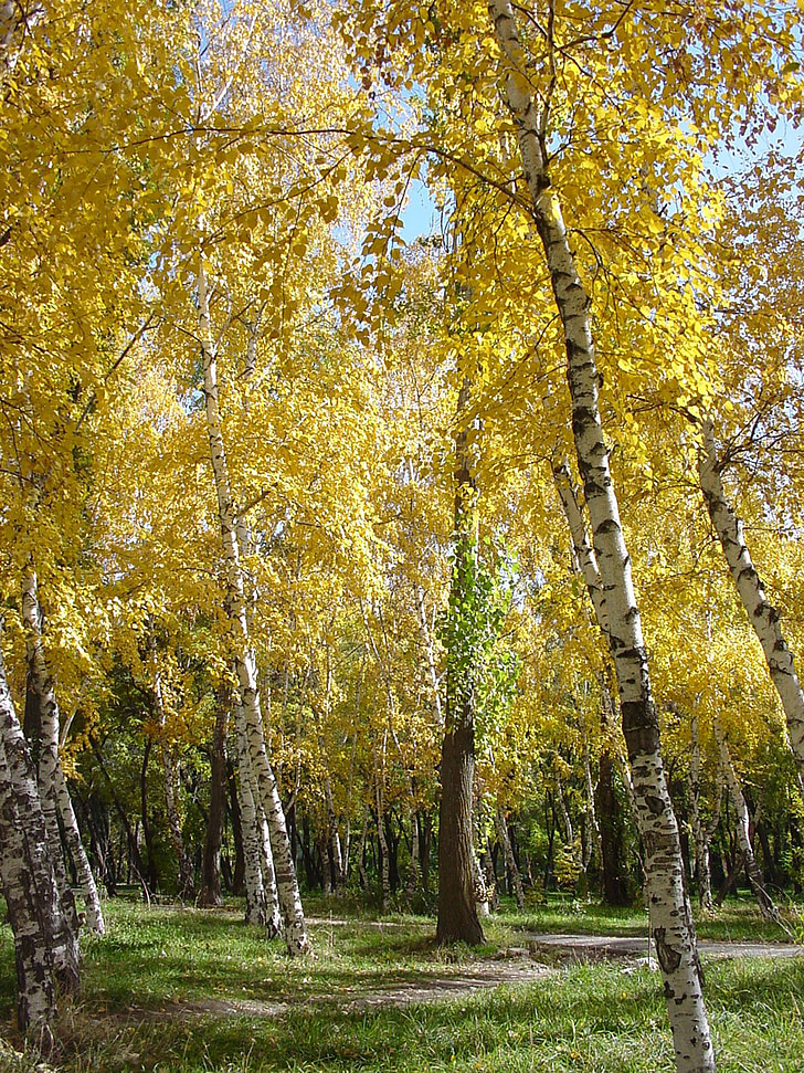 bērzs, rudens, parks, koki, zelta rudens, atstāj, dzeltena