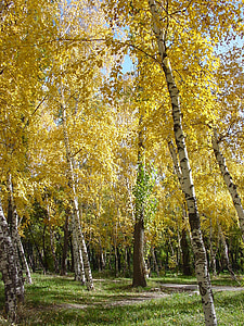 Breza, jesen, parka, stabla, Zlatna jesen, lišće, žuta